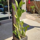 Opuntia paraguayensis Prickly Pear Cactus – 1 Live Pad Cutting for Planting & Propagation Opuntia paraguayensis Prickly Pear Cactus – 1 Live Pad Cutting for Planting & Propagation