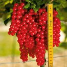 Rovada Red Currant Cuttings – 5 Fresh Hardy Fruit Scions for Propagation & Home Orchard