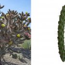 Cholla ‘Oregon Haze’ Cactus – Cylindropuntia echinocarpa, Cold Hardy Desert Plant Cutting