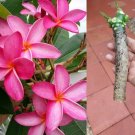 Hawaiian Fusha Plumeria Cutting – Bright Pink Frangipani Flower, Fresh Live Starter Plant Hawaiian Fusha Plumeria Cutting – Bright Pink Frangipani Flower, Fresh Live Starter Plant
