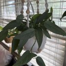 Cebu Blue Pothos Cuttings – 6 Unrooted Epipremnum pinnatum Pieces for Easy Propagation Cebu Blue Pothos Cuttings – 6 Unrooted Epipremnum pinnatum Pieces for Easy Propagation