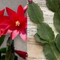Red Easter Cactus Cuttings – 3 Fresh Hatiora gaertneri Segments, Easy to Root & Grow