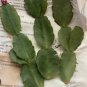 Red Easter Cactus Cuttings – 3 Fresh Hatiora gaertneri Segments, Easy to Root & Grow