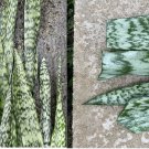 Hawaiian Snake Plant Cuttings – 10 Sansevieria Leaves for Easy DIY Propagation & Decor Hawaiian Snake Plant Cuttings – 10 Sansevieria Leaves for Easy DIY Propagation & Decor