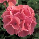 Ivy Geranium Cuttings – 8 Fresh Pelargonium peltatum Mixed Colors for Propagation & Planters Ivy Geranium Cuttings – 8 Fresh Pelargonium peltatum Mixed Colors for Propagation & Planters