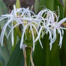 White Spider Crinum Lily – Crinum amoenum Live Rooted Starter Plant, Giant White Blooms White Spider Crinum Lily – Crinum amoenum Live Rooted Starter Plant, Giant White Blooms