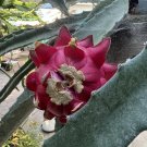 Dragon Fruit Cuttings – 8–14” Hylocereus undatus Segments, Easy to Root & Grow Fast