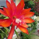 Epiphyllum Orchid Cactus Cutting – 8–10” Orange Queen of the Night Ric Rac Plant Epiphyllum Orchid Cactus Cutting – 8–10” Orange Queen of the Night Ric Rac Plant