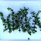 Elephant Jade Cuttings – Portulacaria afra Bonsai Plant 10 Green & Red Stem Segments Elephant Jade Cuttings – Portulacaria afra Bonsai Plant 10 Green & Red Stem Segments