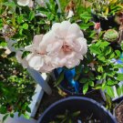 Castilian Damask Rose Cuttings – 5 Organic Unrooted White Rosa × damascena Stems Castilian Damask Rose Cuttings – 5 Organic Unrooted White Rosa × damascena Stems