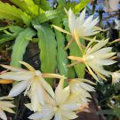Epiphyllum Pixie Dust Cuttings – 8–10” Unrooted Orchid Cactus Segments Epiphyllum Pixie Dust Cuttings – 8–10” Unrooted Orchid Cactus Segments