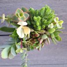 10 Assorted Succulent Cuttings – Mini Fairy Garden & Terrarium Starter Mix