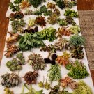 40 Large Succulent Cuttings Mix β 40 Varieties + 5 Rare Species for Propagation 40 Large Succulent Cuttings Mix β 40 Varieties + 5 Rare Species for Propagation