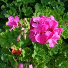 Hardy Pink Geranium Cuttings – 30 Fresh 6" Cuttings | Fragrant Flowering Plant for Gardens Hardy Pink Geranium Cuttings – 30 Fresh 6" Cuttings | Fragrant Flowering Plant for Gardens
