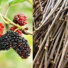 12 Mulberry Tree Cuttings – Unrooted Wood Cuttings for Rooting or Grafting | Morus Tree Starts