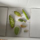 Large Opuntia Maverick Variegated Cactus Pad – Rare Collectible Succulent Cutting Large Opuntia Maverick Variegated Cactus Pad – Rare Collectible Succulent Cutting