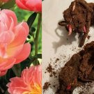 Pink Hawaiian Coral Peony Root – 2–3 Eye Bare Root Perennial Flower | Zones 3–9 Pink Hawaiian Coral Peony Root – 2–3 Eye Bare Root Perennial Flower | Zones 3–9