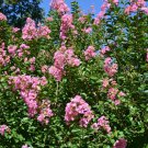 Double Pink Rose of Sharon Cuttings – 10 Unrooted Hibiscus syriacus Flowering Shrub Starts Double Pink Rose of Sharon Cuttings – 10 Unrooted Hibiscus syriacus Flowering Shrub Starts