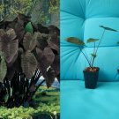 Black Magic Elephant Ear – Colocasia esculenta Rooted Starter Plant | Ornamental Foliage Black Magic Elephant Ear – Colocasia esculenta Rooted Starter Plant | Ornamental Foliage