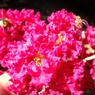 Red Pink Crepe Myrtle Cuttings – 10+2 Bonus Lagerstroemia indica Flowering Tree Starts