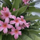 Pink Hawaiian Plumeria – 8–12" Rooted Frangipani Cutting | Tropical Flowering Tree