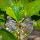 Golden Pothos Cuttings – Epipremnum aureum Indoor Houseplant | Fast Growing, Easy Care