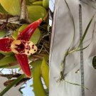 Maxillaria tenuifolia Orchid – Blooming Size Fragrant Cutting | Coconut Orchid Species