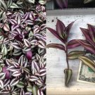 Tradescantia zebrina Cuttings – 10 Purple Wandering Jew Stems | Indoor Hanging Plant Tradescantia zebrina Cuttings – 10 Purple Wandering Jew Stems | Indoor Hanging Plant