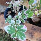 Peppermint Rooted Cuttings – 5 Live Mentha × piperita Starter Plants | Easy to Grow Peppermint Rooted Cuttings – 5 Live Mentha × piperita Starter Plants | Easy to Grow