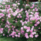 Rosa ‘John Davis’ Rose Cuttings – 3 Nearly Thornless Fragrant Shrub Stems | 6–8" Long Rosa ‘John Davis’ Rose Cuttings – 3 Nearly Thornless Fragrant Shrub Stems | 6–8" Long