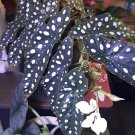 Begonia Maculata Polka Dot – 2 Large Rooted Cuttings | Rare Spotted Houseplant Begonia Maculata Polka Dot – 2 Large Rooted Cuttings | Rare Spotted Houseplant