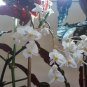 Begonia Maculata Polka Dot &acirc;�� 2 Large Rooted Cuttings | Rare Spotted Houseplant
