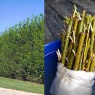 Austree Hybrid Willow Tree Cuttings – 60 Fast-Growing 10" Salix Privacy Plants
