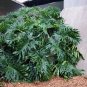 Lacy Tree Philodendron Seeds â 15 Split-Leaf Selloum Seeds | Tropical Indoor Plant