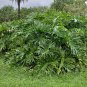 Lacy Tree Philodendron Seeds â 15 Split-Leaf Selloum Seeds | Tropical Indoor Plant