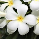 Hawaiian White Plumeria Cutting – 9–12" Unrooted Plumeria alba | Fragrant Tropical Plant Hawaiian White Plumeria Cutting – 9–12" Unrooted Plumeria alba | Fragrant Tropical Plant