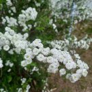 Bridal Wreath Spirea Cuttings – 10 Unrooted Shrub Stems | White Flowering Ornamental Bush Bridal Wreath Spirea Cuttings – 10 Unrooted Shrub Stems | White Flowering Ornamental Bush