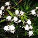Queen of the Night Plant – Epiphyllum oxypetalum | Fragrant Orchid Cactus Live Plant