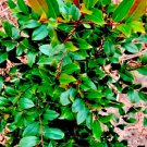Carolina Cherry Tree Cuttings – 8 Live Prunus caroliniana Scions | Ornamental Evergreen Carolina Cherry Tree Cuttings – 8 Live Prunus caroliniana Scions | Ornamental Evergreen