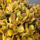 Golden Jade Plant Cuttings – 5 Crassula ovata ‘Hummel’s Sunset’ Succulents | House Plant Golden Jade Plant Cuttings – 5 Crassula ovata ‘Hummel’s Sunset’ Succulents | House Plant