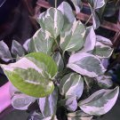Pearls and Jade Pothos Cuttings – 3 Variegated Epipremnum aureum Vines | Indoor Houseplant