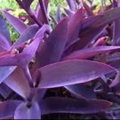 Purple Heart Plant Cuttings – 12 Live Tradescantia pallida Stems | Ornamental Houseplant