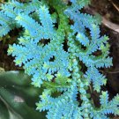 Rainbow Spikemoss Peacock Fern Cutting – Selaginella uncinata | Blue Terrarium Plant Rainbow Spikemoss Peacock Fern Cutting – Selaginella uncinata | Blue Terrarium Plant
