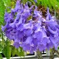 Blue Jacaranda Live Tree â 8â10" Jacaranda mimosifolia | 1-Year Ornamental Flowering Tree