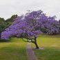 Blue Jacaranda Live Tree â 8â10" Jacaranda mimosifolia | 1-Year Ornamental Flowering Tree