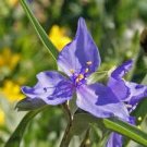 Western Spiderwort Seeds – Tradescantia occidentalis – 100 Seeds – Native Wildflower Perennial Western Spiderwort Seeds – Tradescantia occidentalis – 100 Seeds – Native Wildflower Perennial