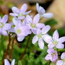 Spring Beauty Seeds – Claytonia virginica – 75 Seeds – Native Woodland Wildflower Spring Beauty Seeds – Claytonia virginica – 75 Seeds – Native Woodland Wildflower