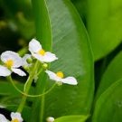 Broadleaf Arrowhead Seeds – Sagittaria latifolia – 500 Seeds – Native Aquatic Perennial Broadleaf Arrowhead Seeds – Sagittaria latifolia – 500 Seeds – Native Aquatic Perennial
