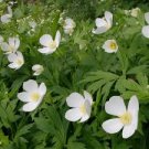 Canada Anemone Seeds – Anemone canadensis – 100 Seeds – Native White Wildflower Canada Anemone Seeds – Anemone canadensis – 100 Seeds – Native White Wildflower