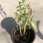 Goji Berry Live Plant with Pot – Lycium barbarum Cuttings Ready for Planting Garden or Yard